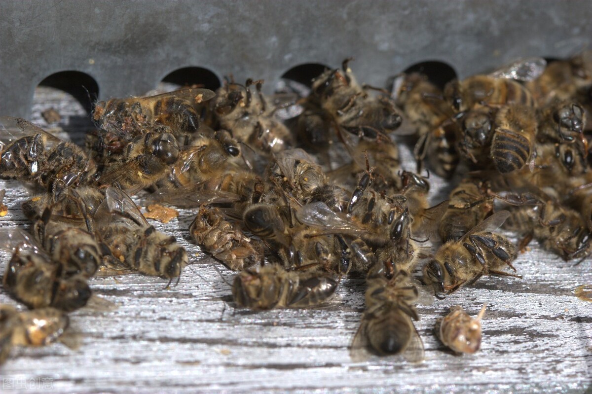 如何防范和驱赶吃蜜蜂的胡蜂