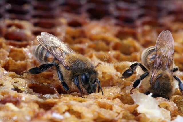 中蜂喂什么花粉最好