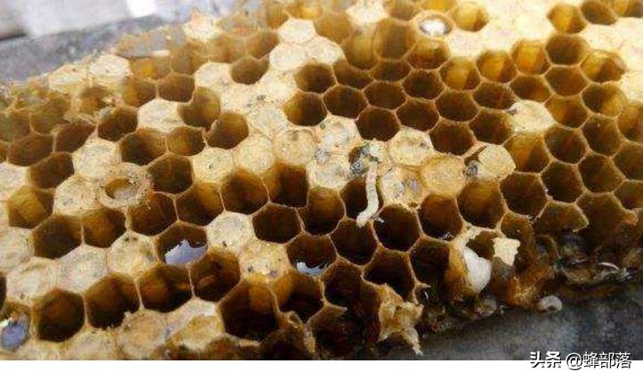 蜜蜂巢房有蛆虫怎么办