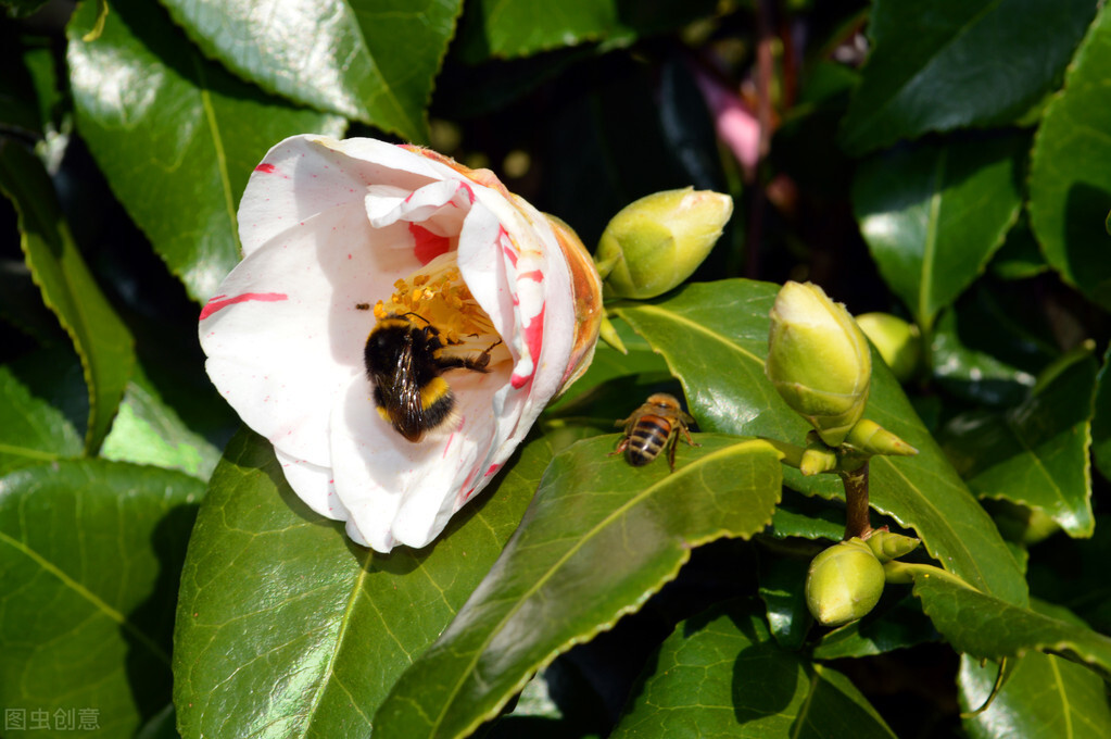 油茶树林里可不可以养殖蜜蜂