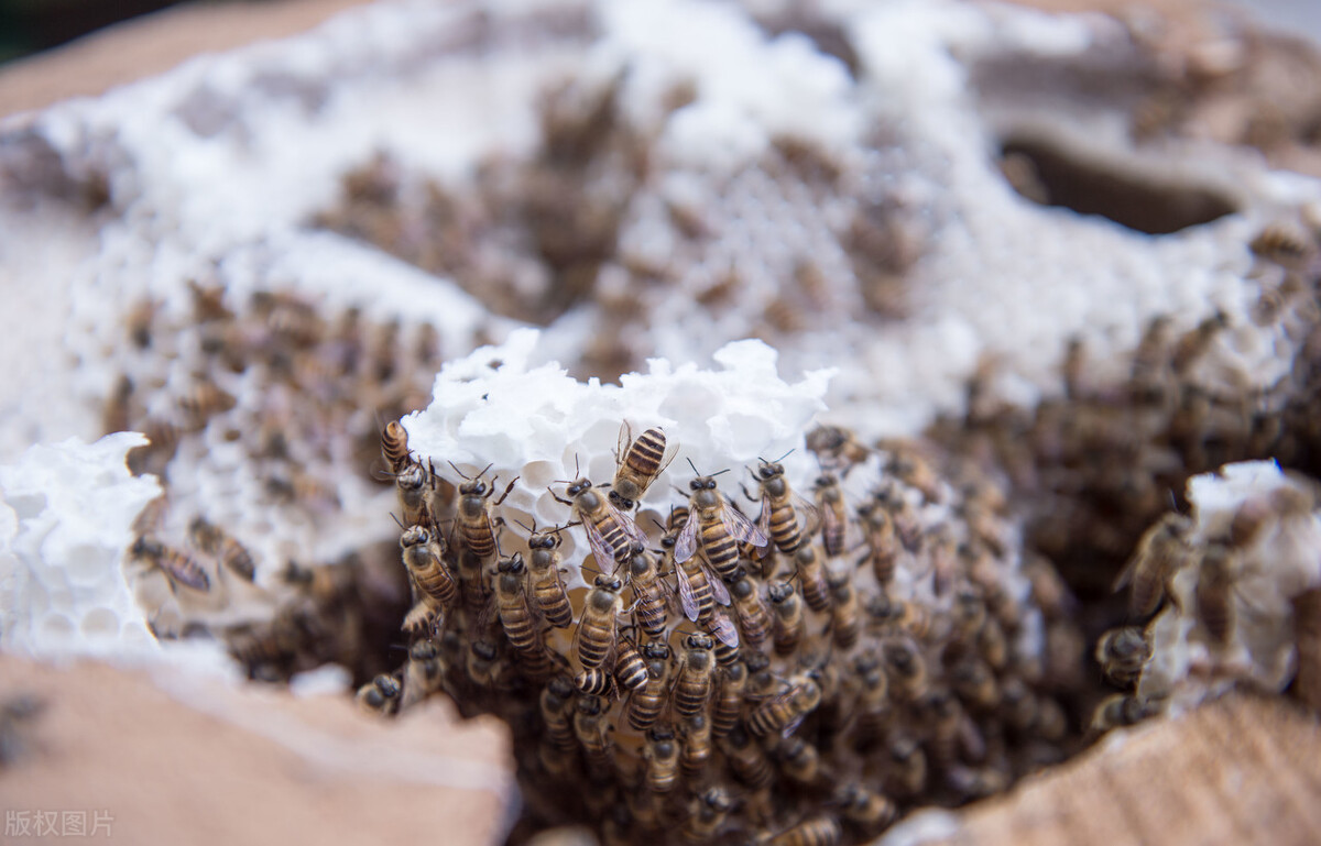 纸箱能养蜂吗？