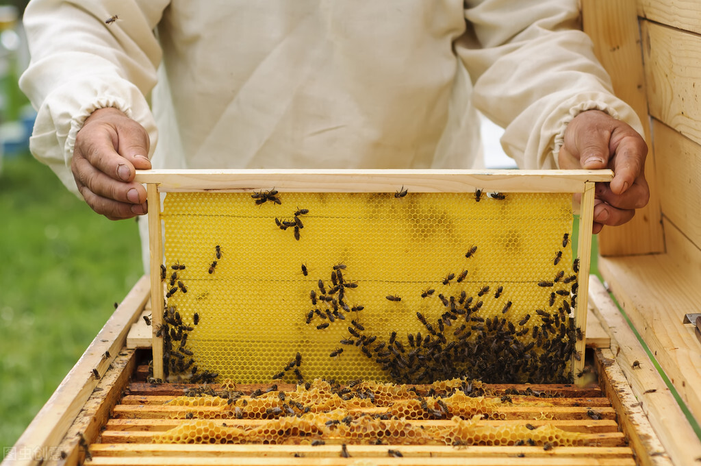 蜂窝里的蜂蜜一定要取出来吗
