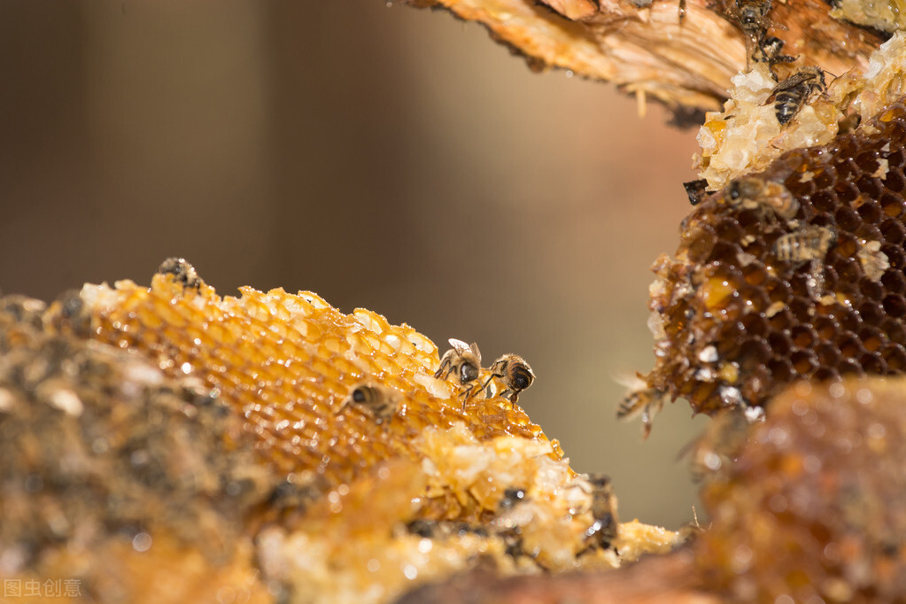 人工养殖的蜜蜂为什么不去采蜜