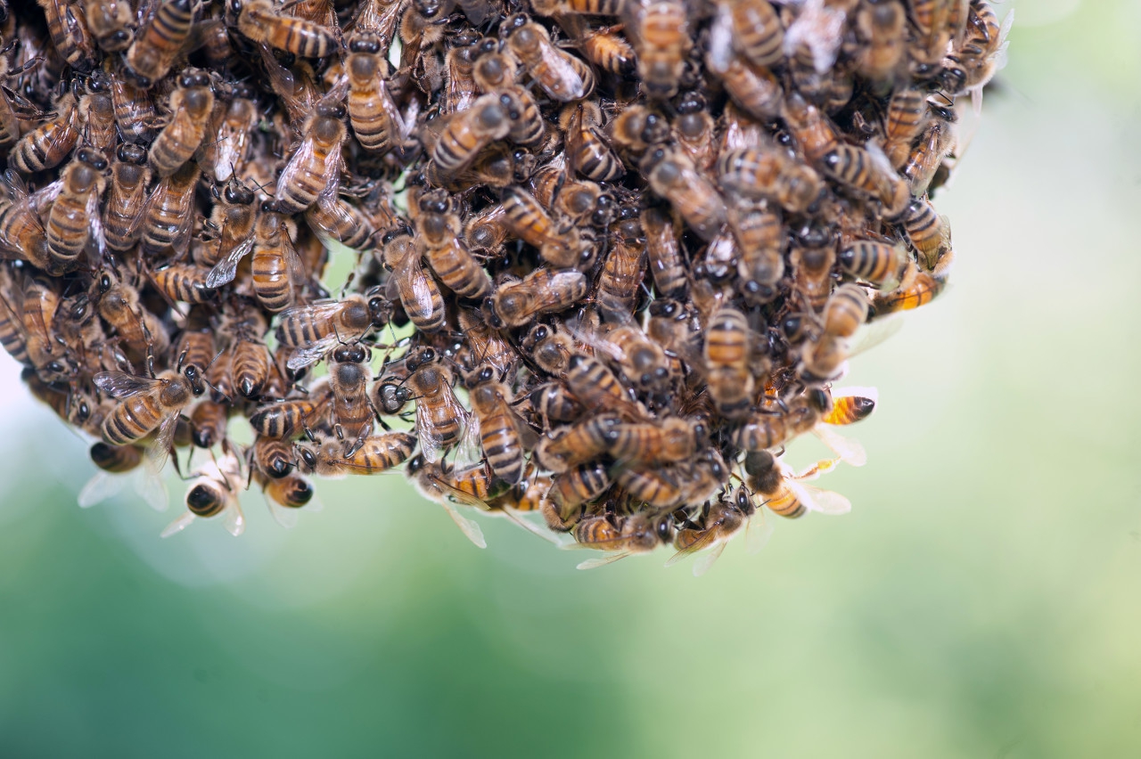 怎么防止蜜蜂再次分蜂