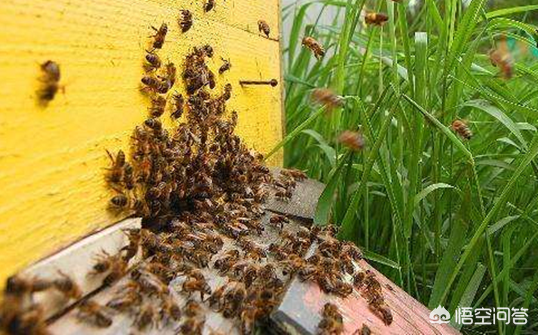 中午很多蜜蜂飞出箱外是什么原因