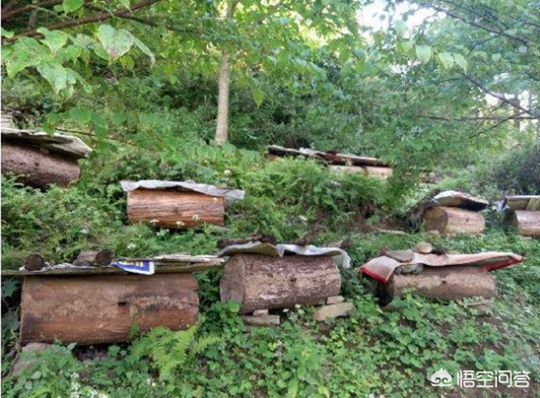 农村养蜜蜂能帮助贫困户脱贫吗