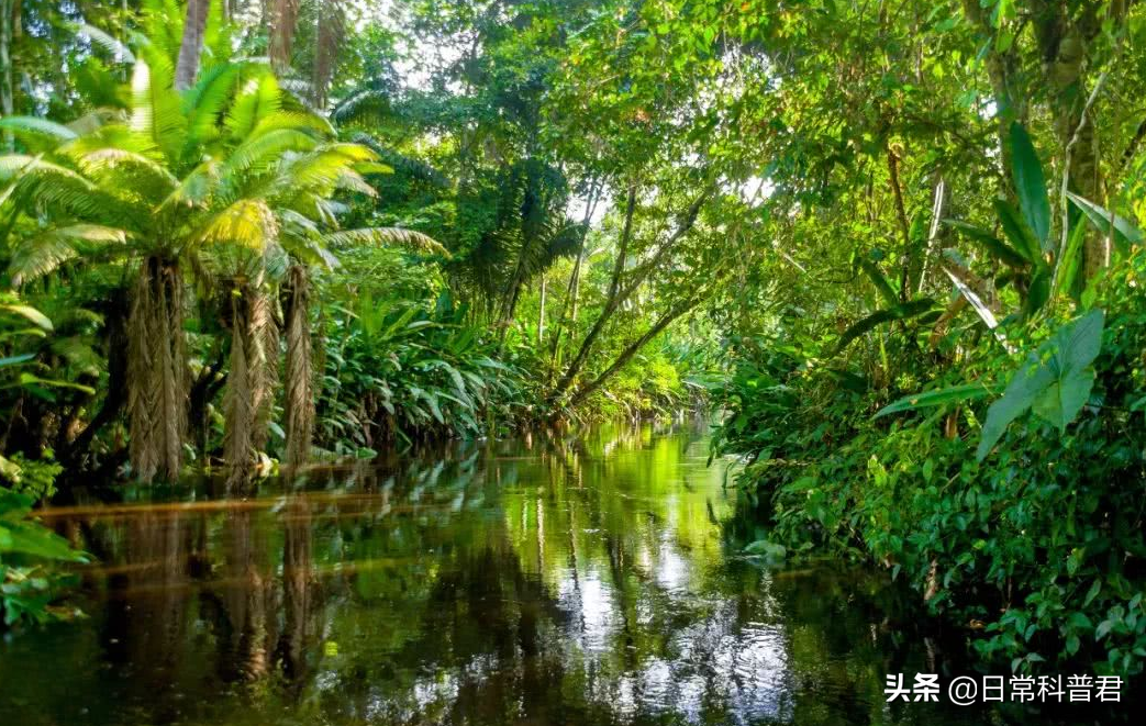 亚马逊雨林是人类禁区吗（亚马逊雨林有多恐怖）