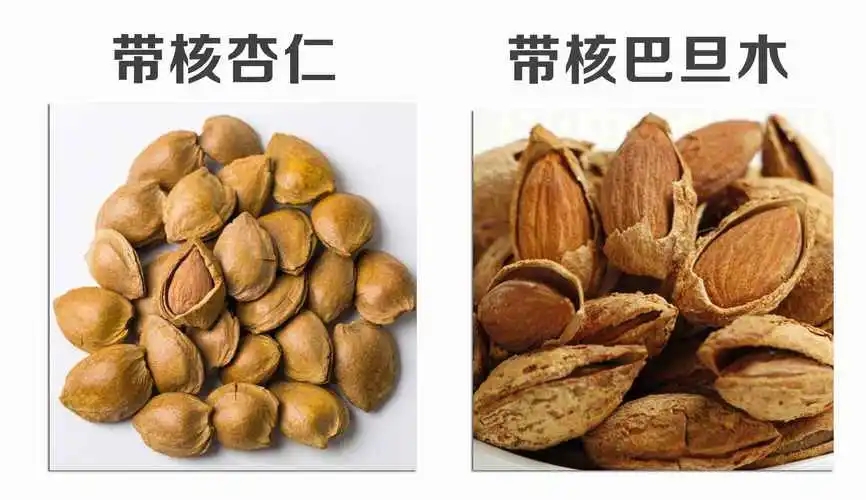 巴旦木和杏仁的区别营养价值哪个好，杏仁（含苦杏仁苷过量食用会