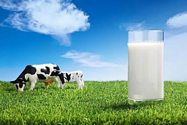 发烧的时候千万别喝牛奶，高蛋白食物发烧期间无法消化