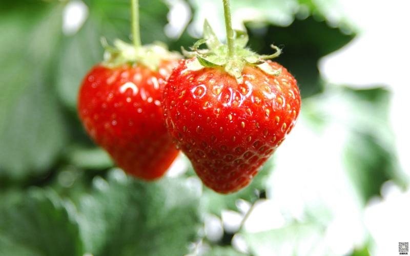 北方草莓是什么季节的水果，夏未秋初生长成熟