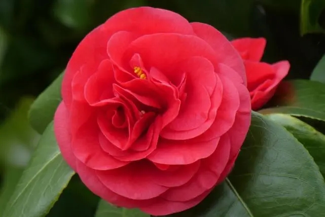 u=1888722190,946087479&fm=253&fmt=auto&app=120&f=JPEG.webp.jpg