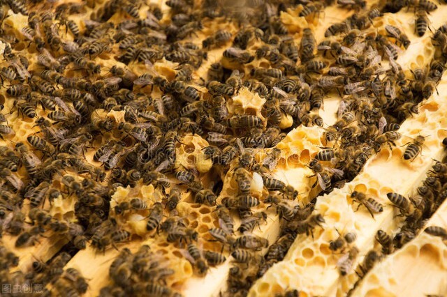如何缓解蜜蜂的分蜂热