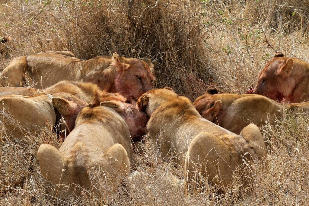 <strong>野猪能打败狮子吗？</strong>