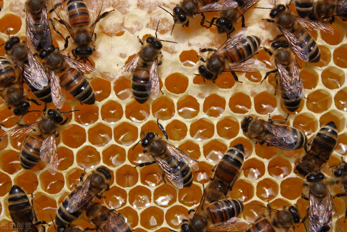 如何从技术角度提高蜂蜜产量