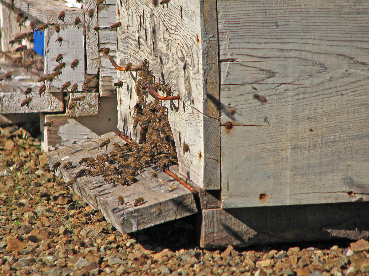 蜜蜂在箱外结团是什么原因