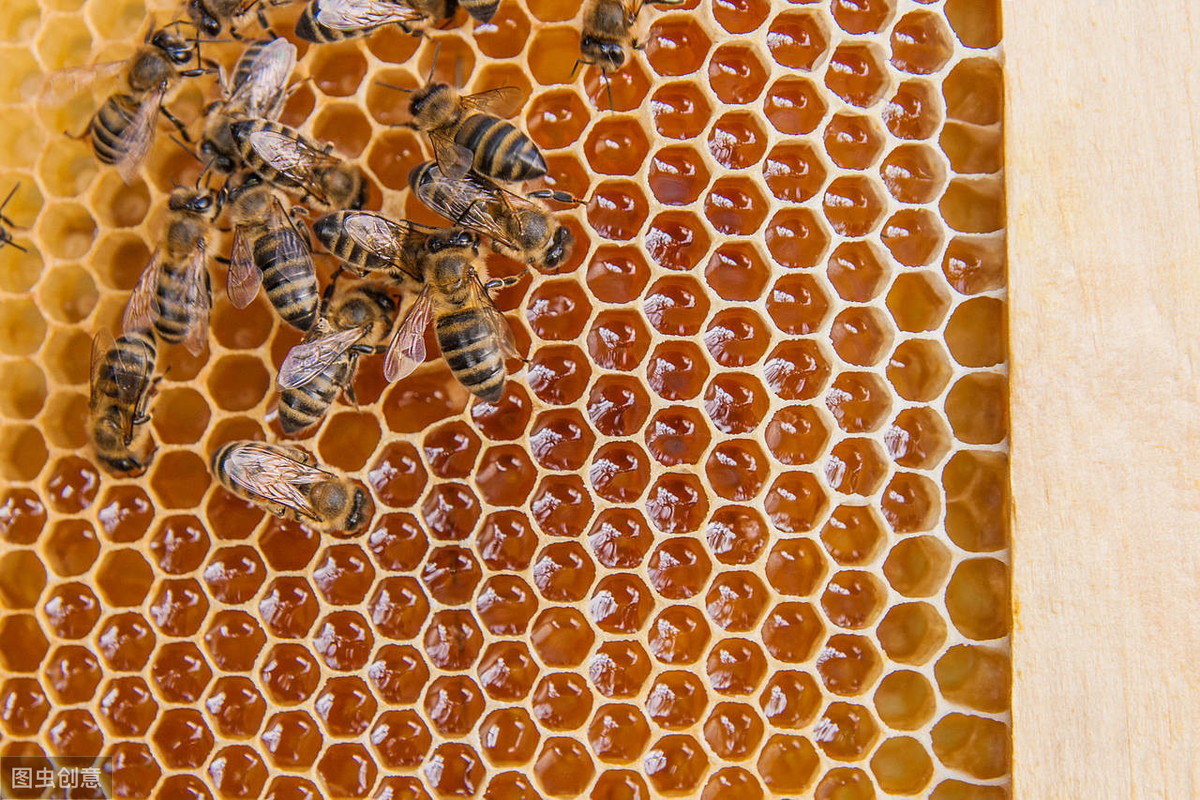 蜜蜂缺糖怎样喂养