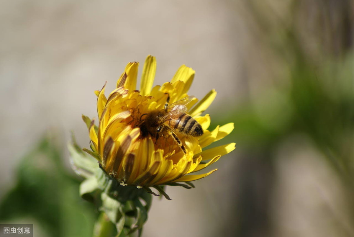野菊花对蜜蜂有害吗（野菊花对蜜蜂的作用）