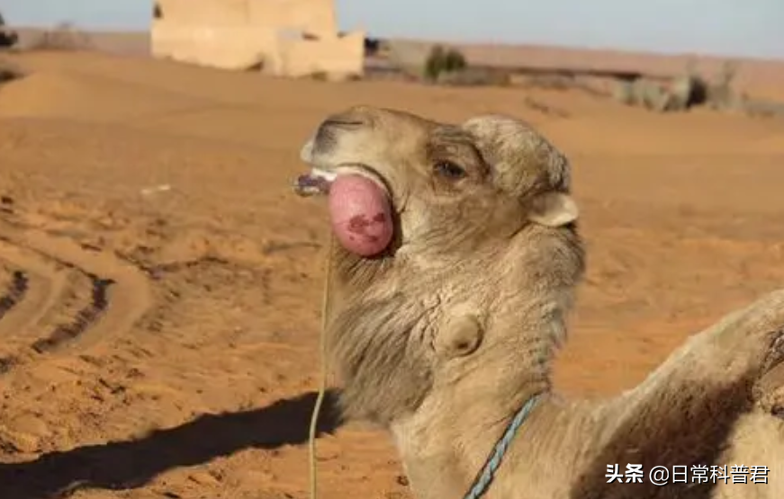 骆驼从嘴里吐出来的球是什么，是骆驼充气膨胀的舌头（骆驼舌头的