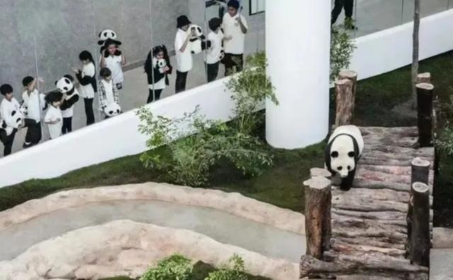 旅居卡塔尔大熊猫只听得懂四川话怎么办，饲养员苦练四川话