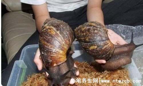 非洲大蜗牛能吃吗，不能吃（有大量的细菌）