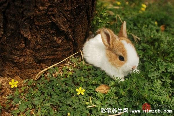 87年属兔36岁有一灾真的假的怎么破解，人际关系/职场（戴虎