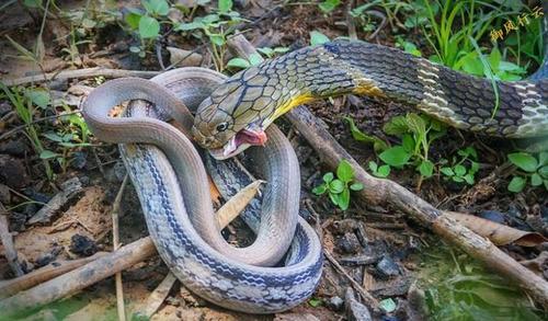 王蛇为什么不怕毒蛇，对同类的毒液免疫