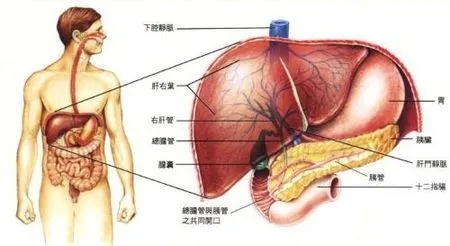 肝区疼痛位置图正确图片，右上腹部出现疼痛（右侧内地区以及小腹