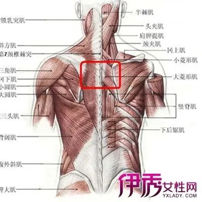 女性后背疼痛位置图解，颈椎病/腰间盘突出/内脏/妇科疾病都可