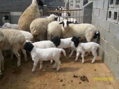 普通一只羊多少钱,中国一只羊多少钱
