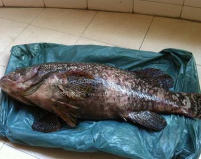 石斑鱼多少钱一斤