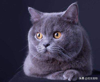 蓝猫多少钱一只